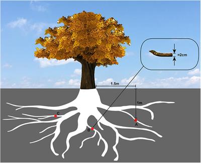 Root Endophytes and Ginkgo biloba Are Likely to Share and Compensate Secondary Metabolic Processes, and Potentially Exchange Genetic Information by LTR-RTs